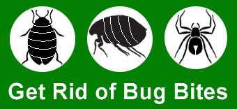 Bugs Bite