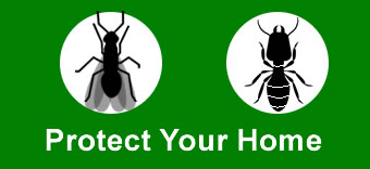 Termite Treatments